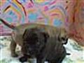 Dext-Orr Bullmastiffs:Izzy&#039;s babies at 3 weeks old