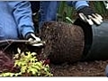 Plant a Tree - Preparing the Tree or Shrub to be Planted