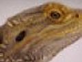 Widespread Extinction Of Lizard Populations