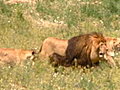 NBC Nightly News with Brian Williams - Bolivian Lions On The Loose