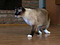 Cats 101: Snowshoe