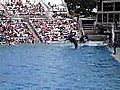 Sea World: um pouquinho do show da baleia Shamu