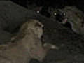 Lion Kills Hyena