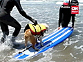 Dogs surf for charity