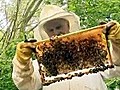 Flughafen analysiert Schadstoffe mit Bienen