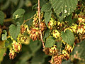 Hopfenbauern setzen lieber auf neue Sorten