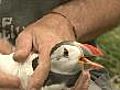 Puffins fitted with 