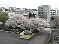 亜細亜大学の桜