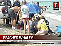 iReport: Beached whales