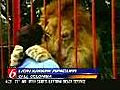 Lion Kisses Woman