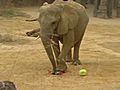 Elephant Picks Packers To Win Super Bowl