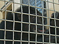 Chimp sanctuary