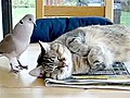 Bird gives napping cat wake-up call