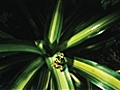 Tropical Rainforest