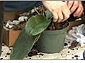 Repot an Orchid with Bark