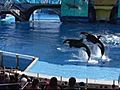 Killer Whale Show Debuts New Rules