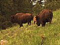 (1113) Bison Grazing On Spring Grass Ranchland With Nursing Calves Stock Footage