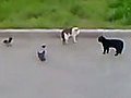 Confusing Cat Crow Fight !