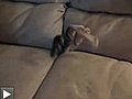 Le chat troglodyte de canapé