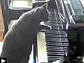 Le chat pianiste devient star d’un orchestre