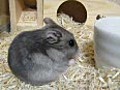 うまうま★メイたん