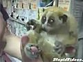 Slow Loris Holds A Tiny Umbrella