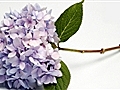 Howdini - How to Make Lilacs and Hydrangeas Last Longer