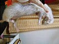 バタバタタピさん