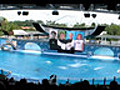 Believe - the Shamu killer whale show at SeaWorld Orlando
