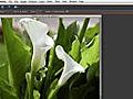 Using the Zoom Tool Shortcut in Photoshop Elements