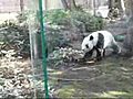 Tokyo Ueno zoo Panda