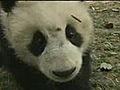 Cutest ever pandas entertain visitors
