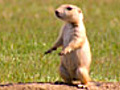 Prairie Dog Snake Alarm