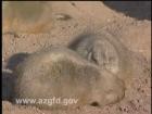 Prairie Dogs in Arizona