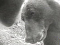 Crittercam POV: Brown Bears Socializing