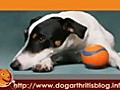Dog Arthritis PT Series 4 - The Cardio