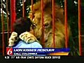 Lion kisses rescuer