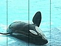 Corwin: Tilikum could die if released into wild