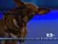 Furry Friend Finder: Freda
