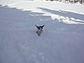 iWitness: Little dog lost in big snow