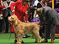 Westminster Kennel Club Dog Show - Judging the Dogs