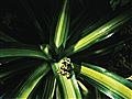 Tropical Rainforest - Tropical Rainforest