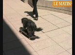 Mon chien fait du skate