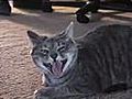 Laughing Cat