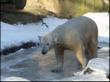 Knut at home in snowy Berlin