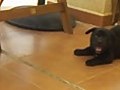 Baby Pretty Dog playing