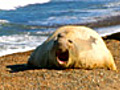 Orca vs. Elephant Seal