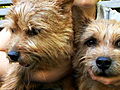 Dogs 101: Norwich Terrier