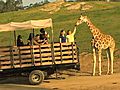 The Amazing Safari Park