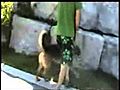 Spider Dog